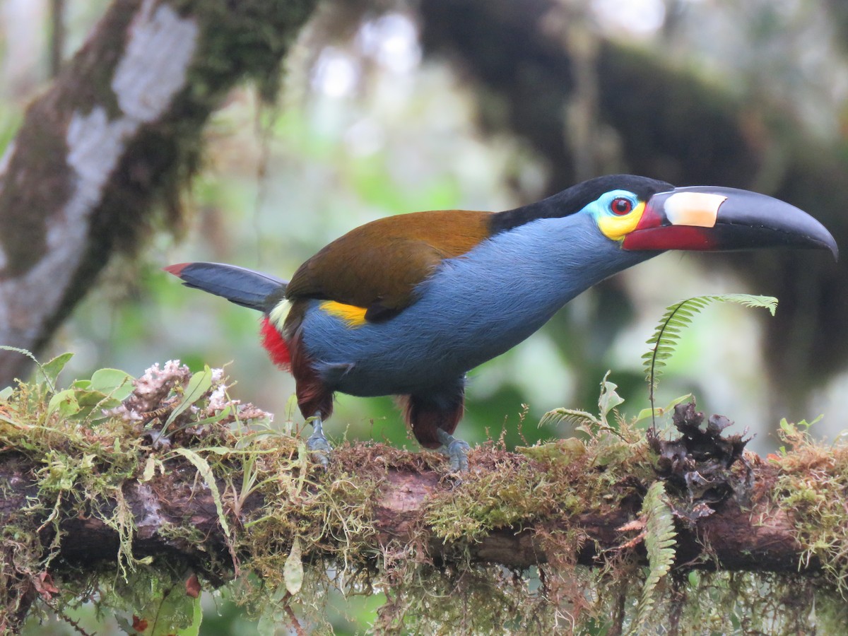 Plate-billed Mountain-Toucan - ML153284991