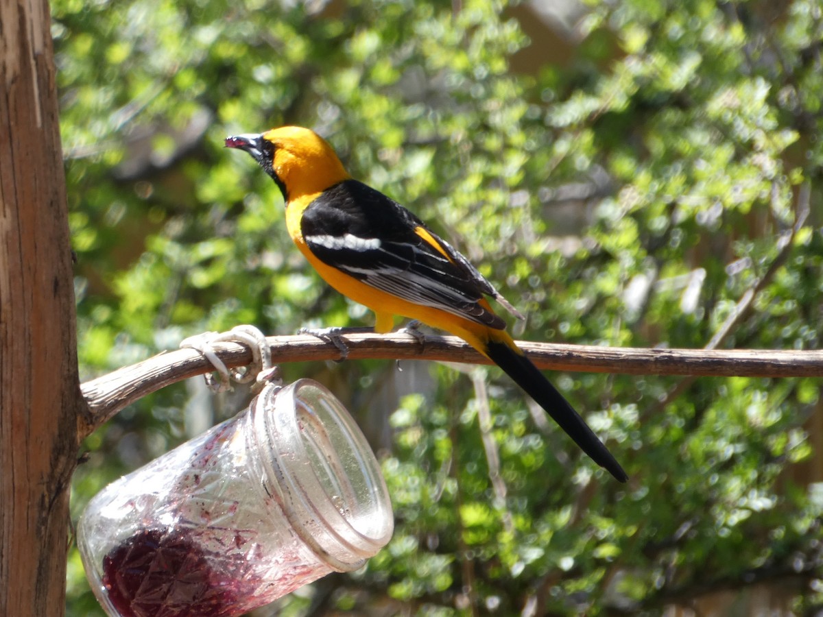 Hooded Oriole - ML153285201