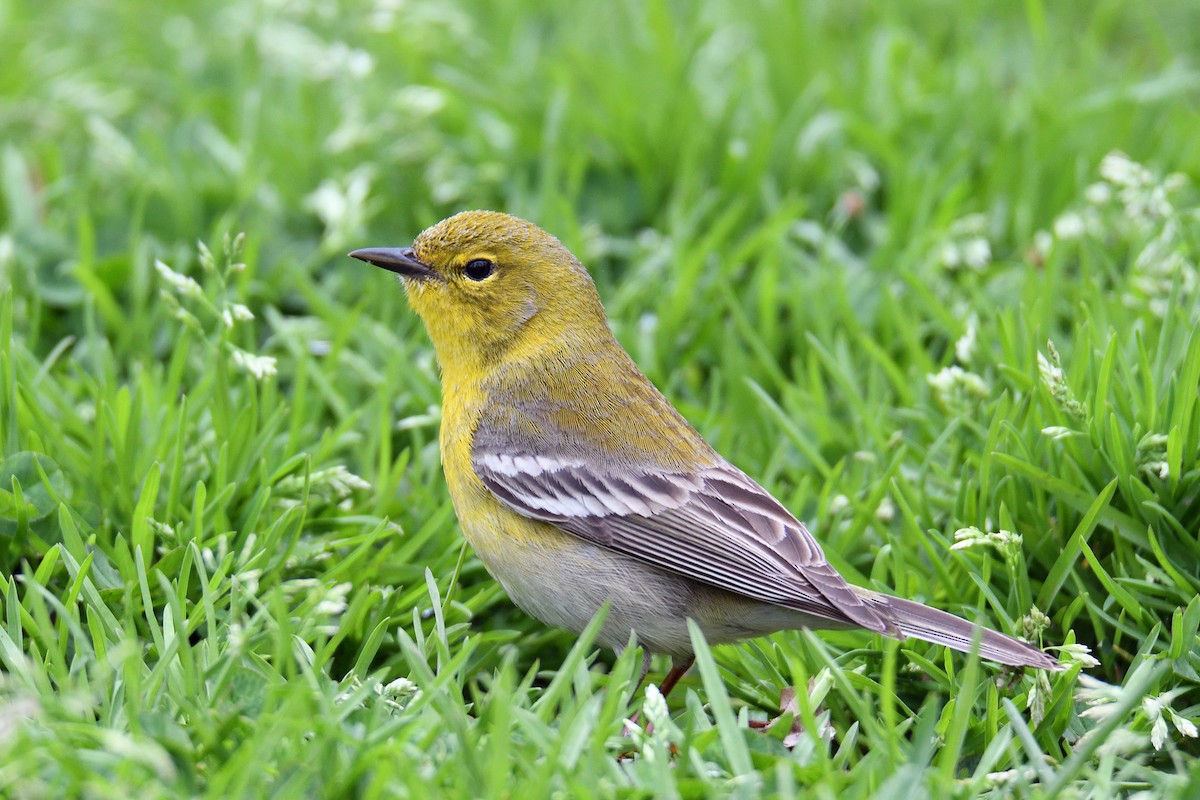 Pine Warbler - ML153285361