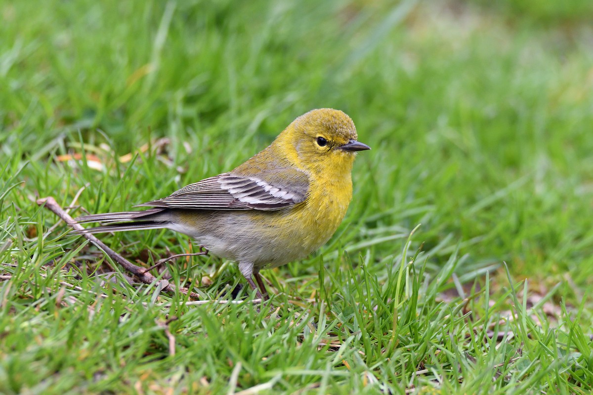 Pine Warbler - terence zahner