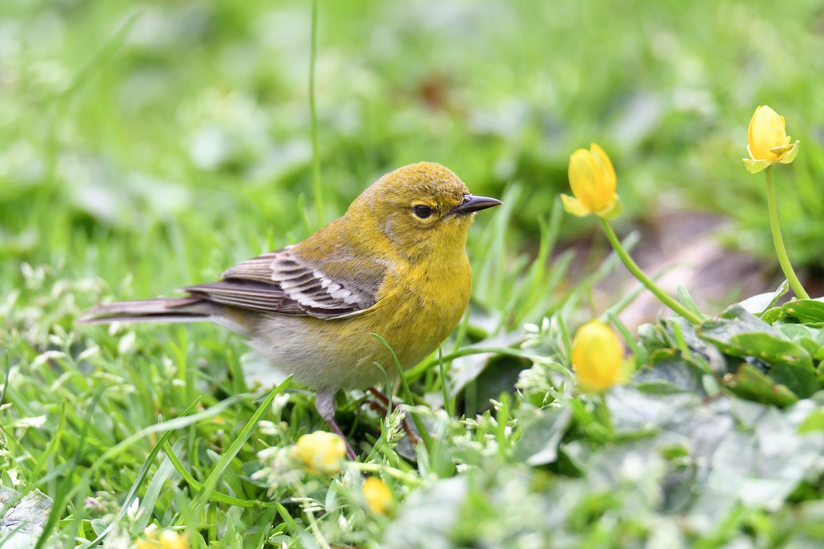 Pine Warbler - terence zahner