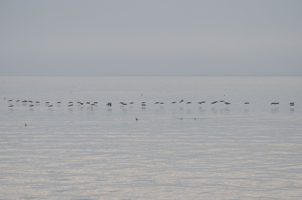 Double-crested Cormorant - ML153286231