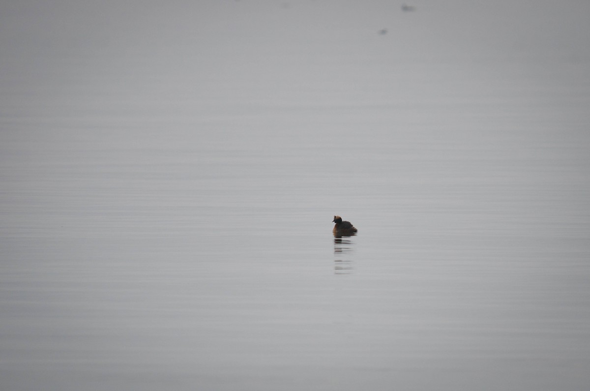 Horned Grebe - ML153286621