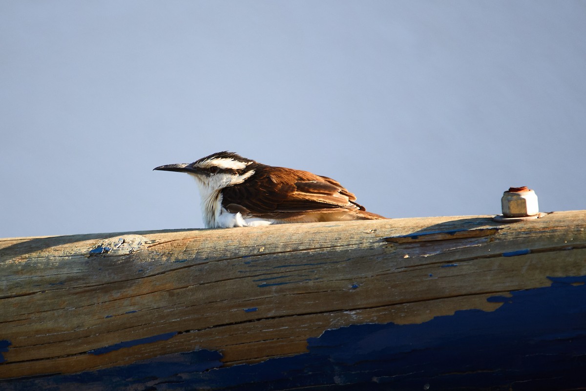 Bicolored Wren - Sergio Castro Díaz