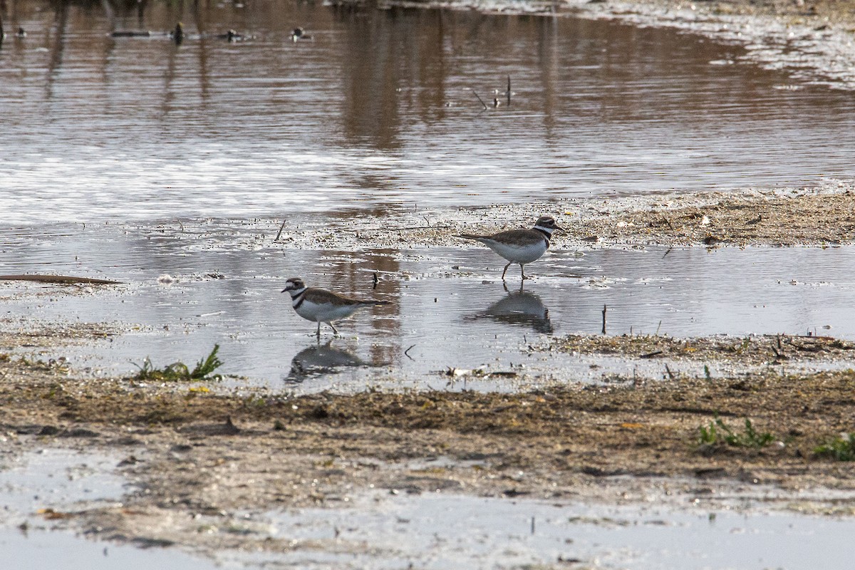 Killdeer - Meghan Mickelson