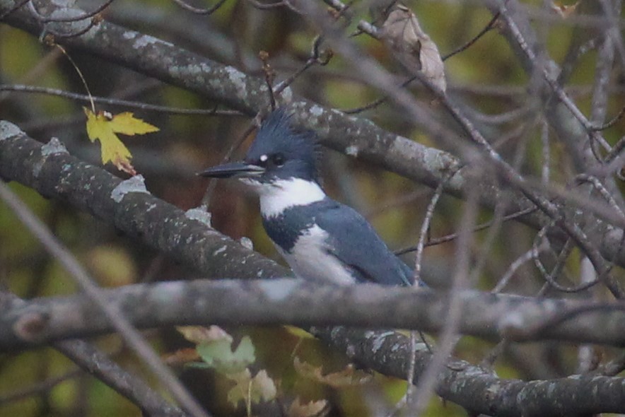 Belted Kingfisher - ML153290531