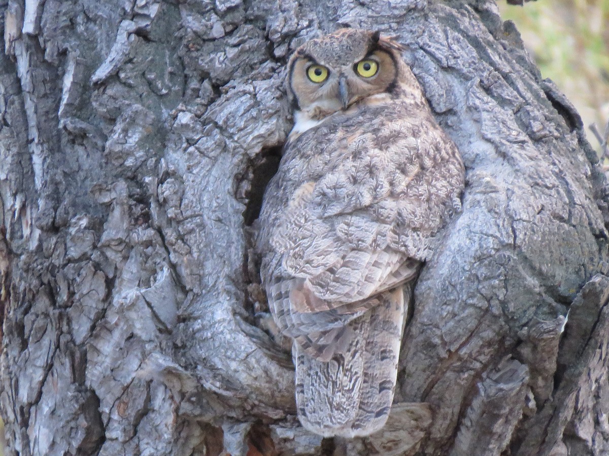 Great Horned Owl - Cyndy Johnson