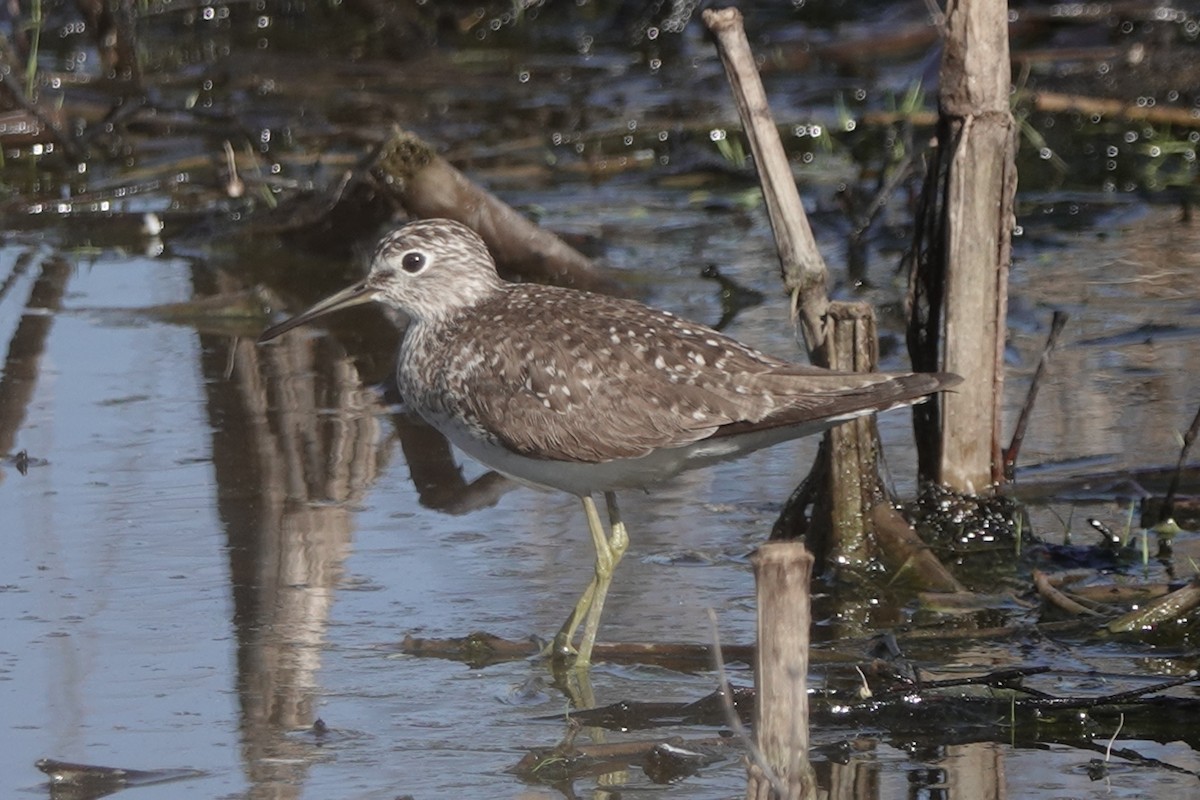 Solitary Sandpiper - ML153290851