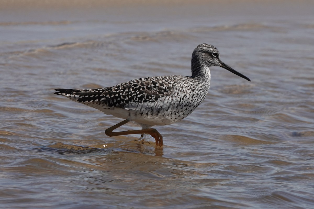 Greater Yellowlegs - ML153291211