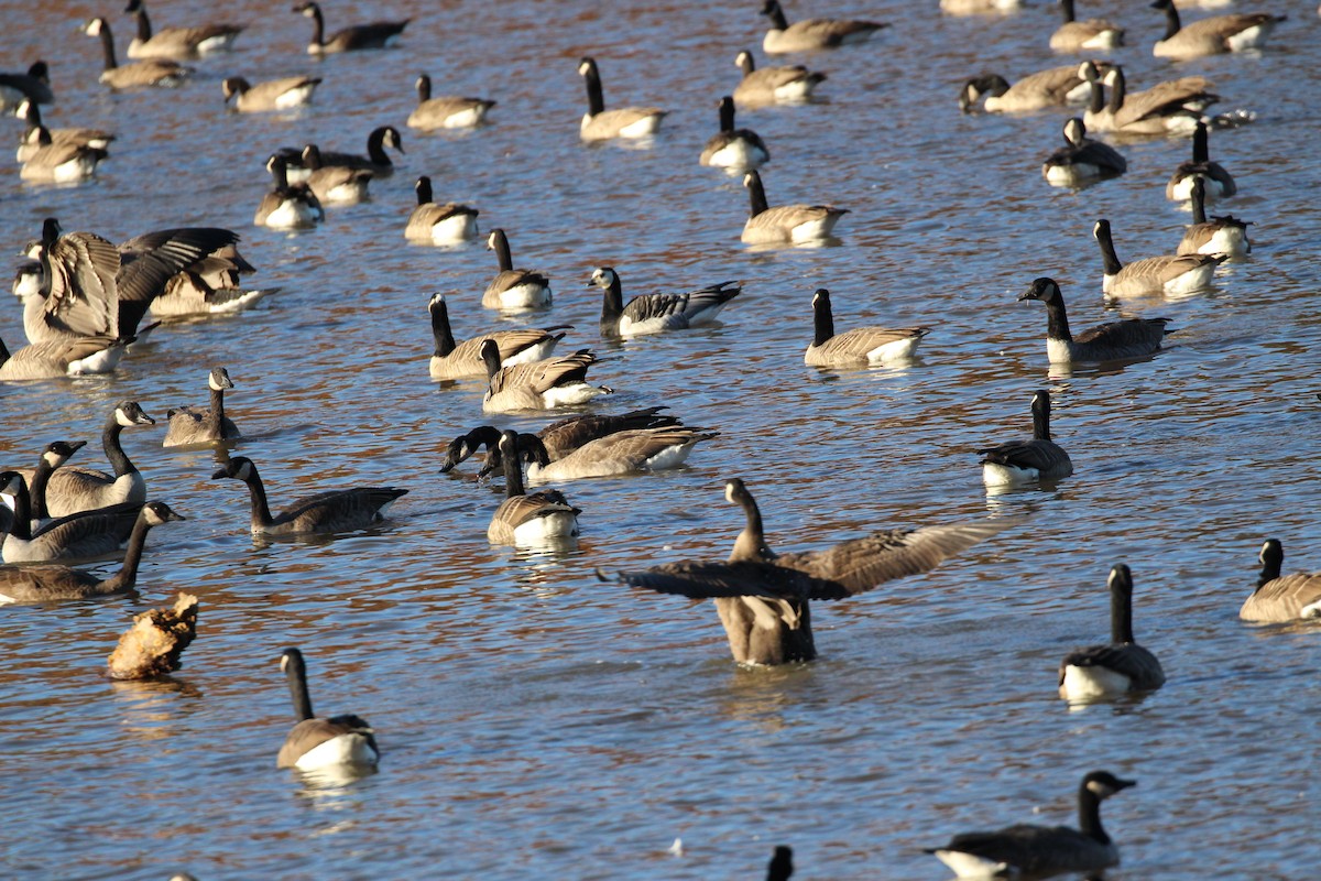 Canada Goose - ML153291711