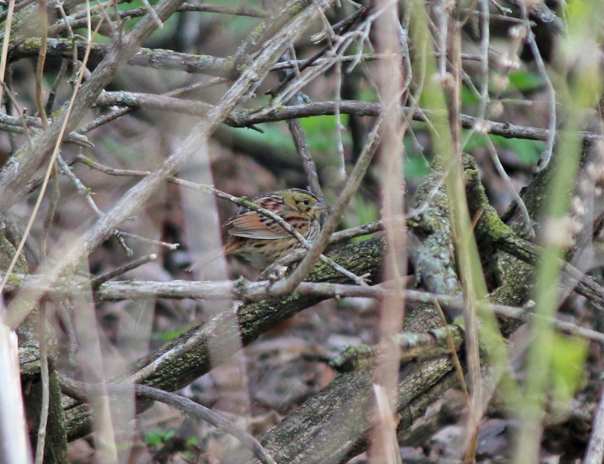 Henslow's Sparrow - ML153291751