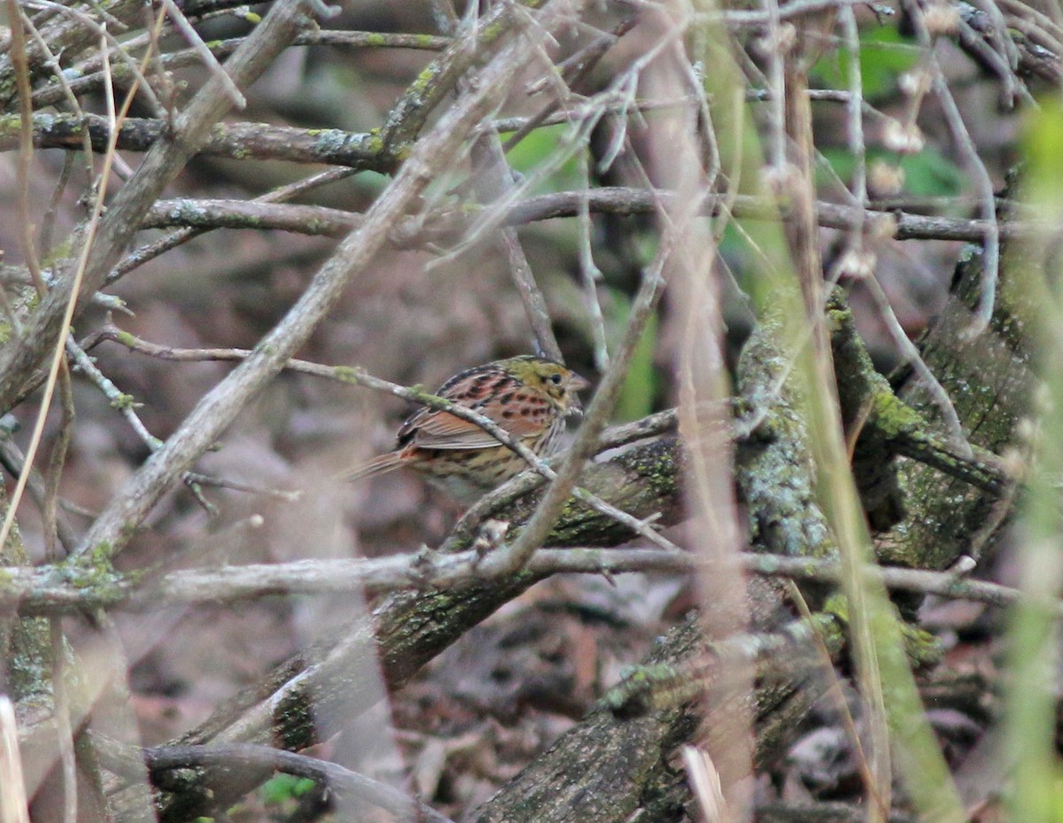 Henslow's Sparrow - ML153291761