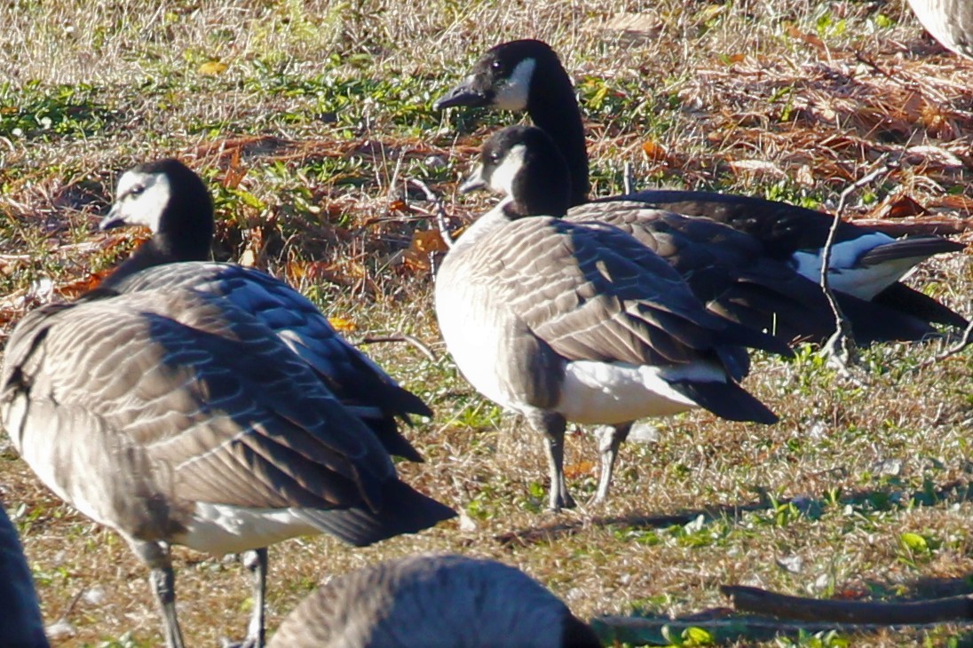 Cackling Goose - ML153291841