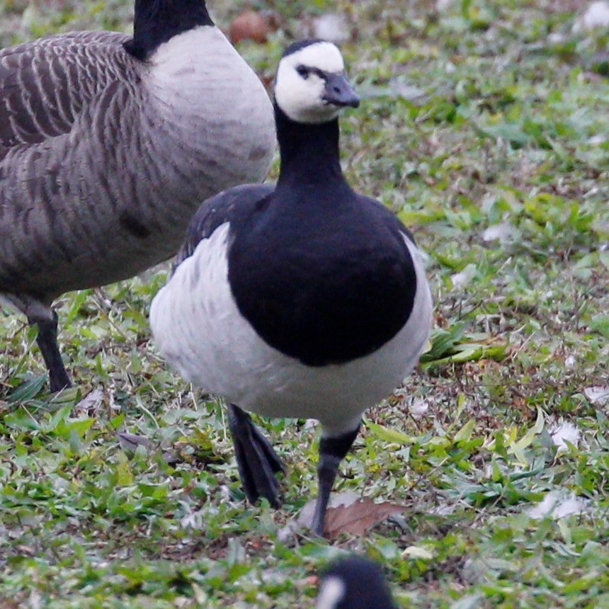 Barnacle Goose - ML153291951