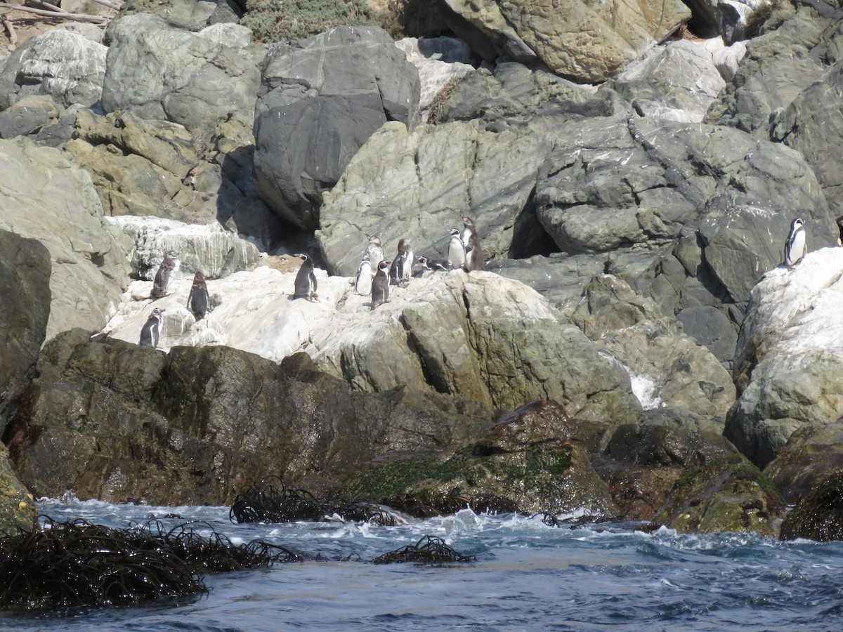 Humboldt Penguin - ML153292491