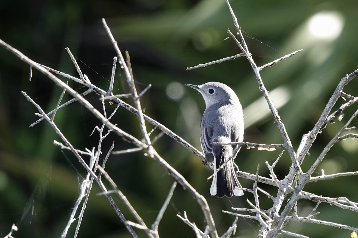 Blue-gray Gnatcatcher - ML153293361