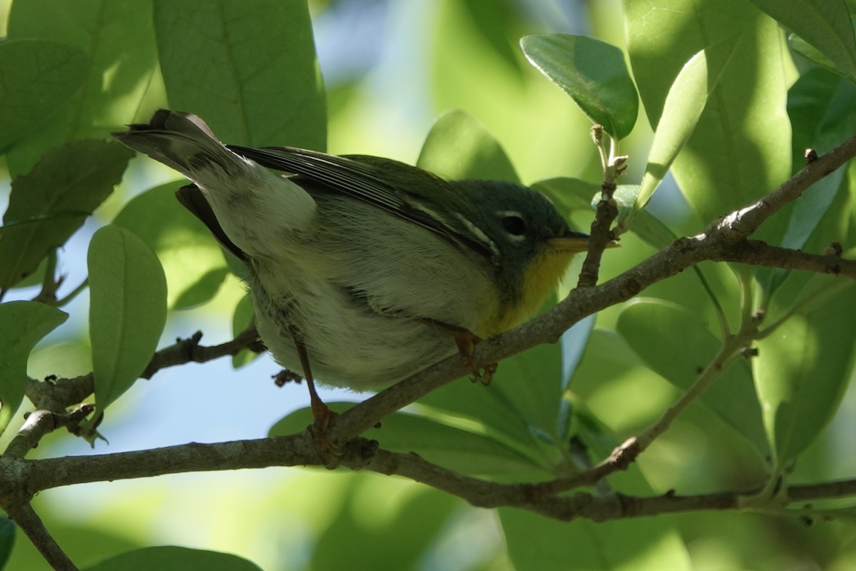 Northern Parula - ML153294491