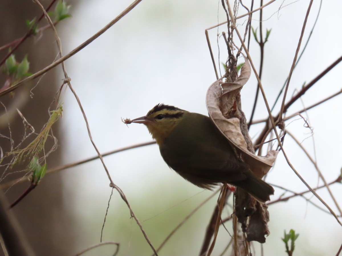 Worm-eating Warbler - ML153294911