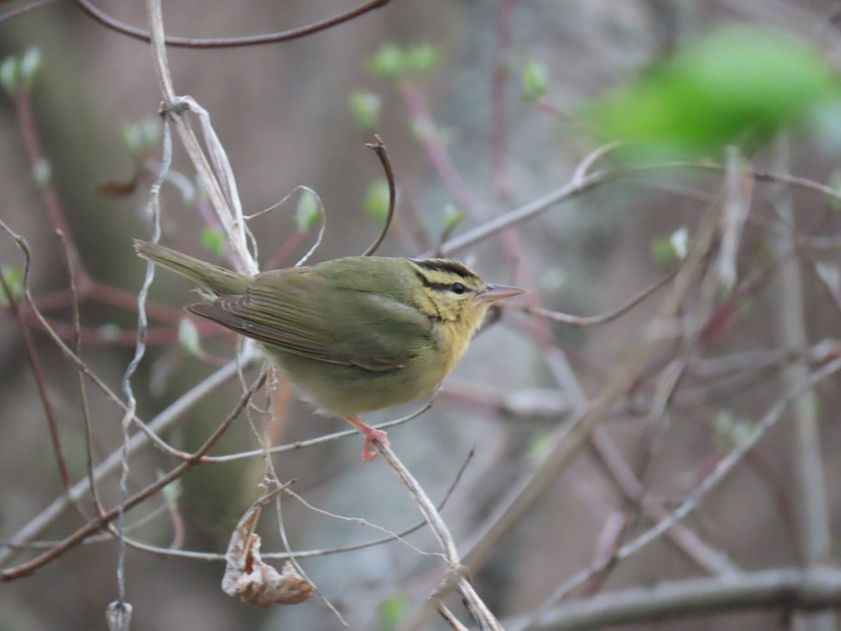 Worm-eating Warbler - ML153294961