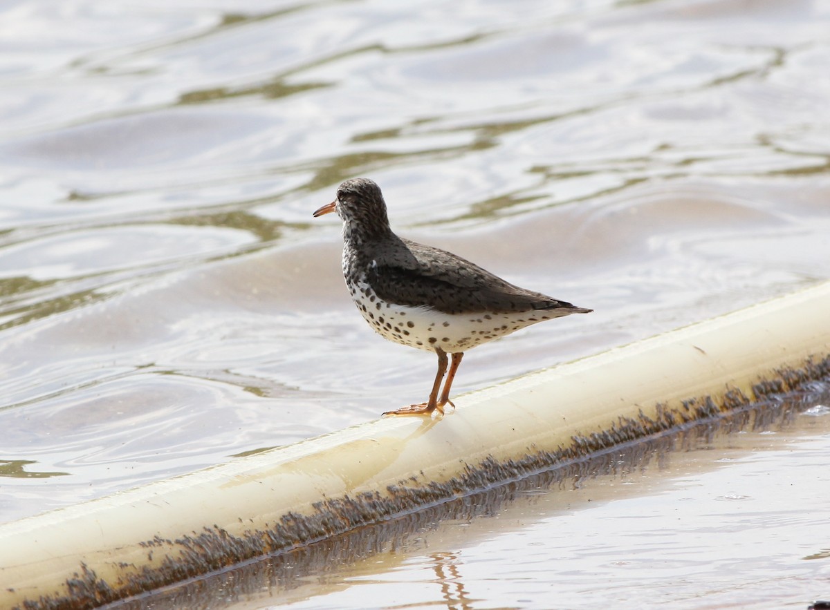 Spotted Sandpiper - ML153295791