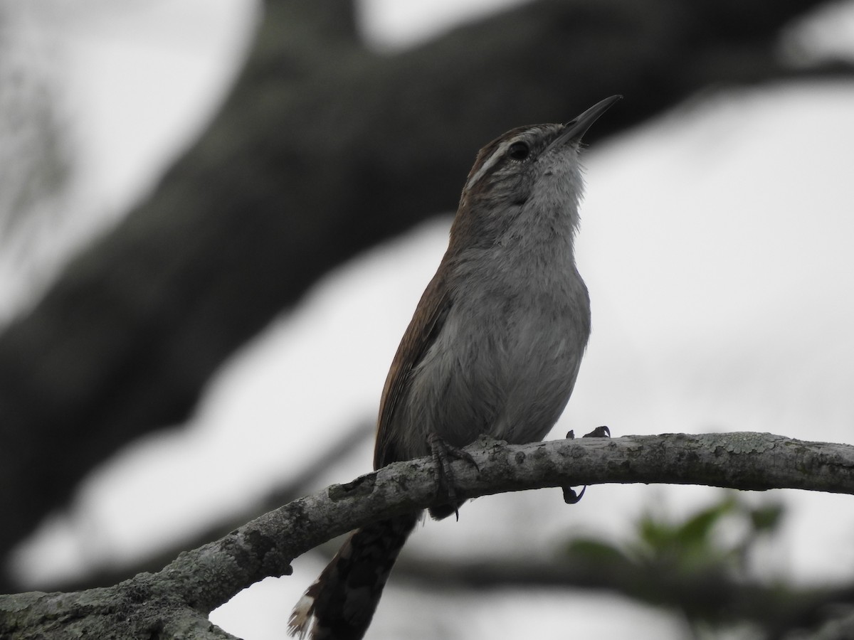 Bewick's Wren - ML153296111