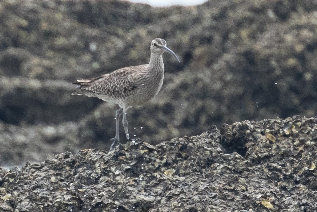 Whimbrel - ML153297151