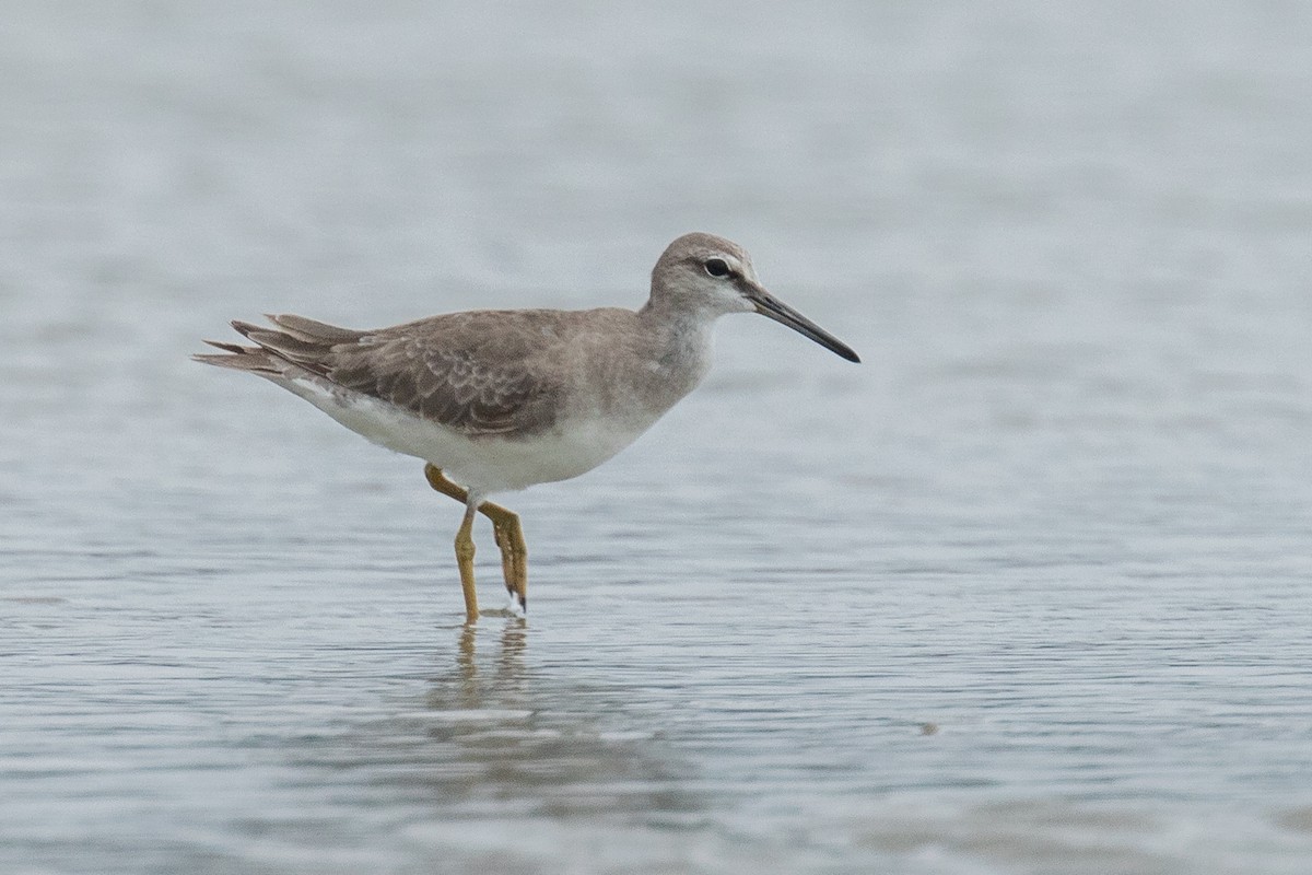 Grauschwanz-Wasserläufer - ML153297241