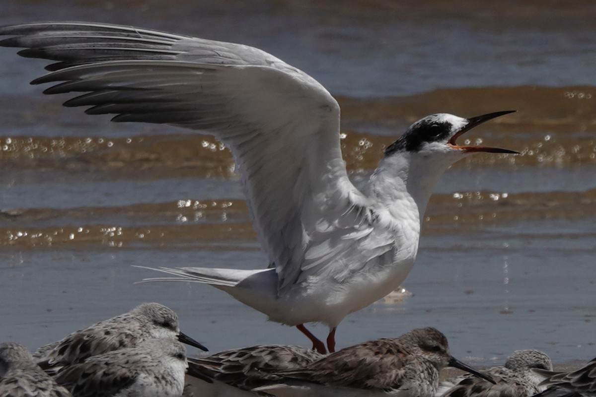 Forster's Tern - ML153298321