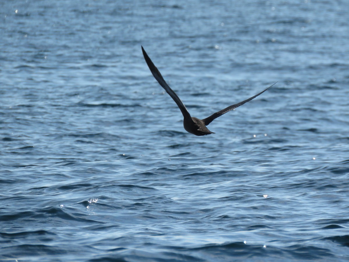 Sooty Shearwater - ML153298491