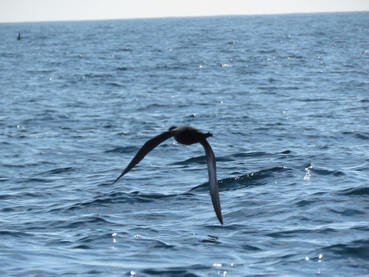 Sooty Shearwater - ML153298561