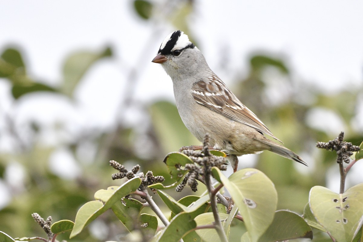 Bruant à couronne blanche (oriantha) - ML153299191