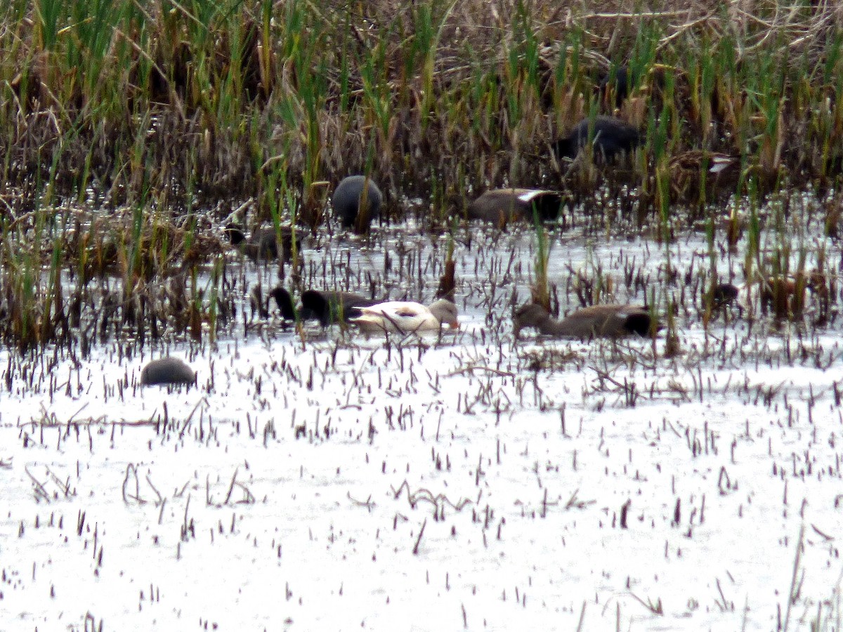 Gadwall - ML153299851