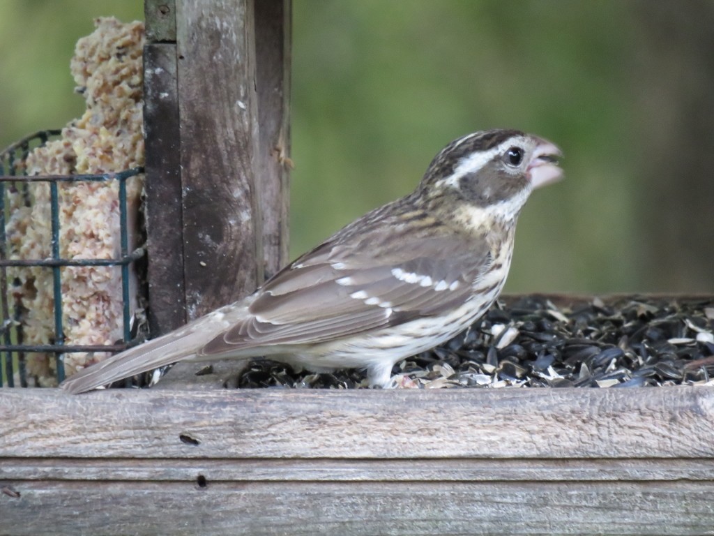 dlaskovec růžovoprsý - ML153301331