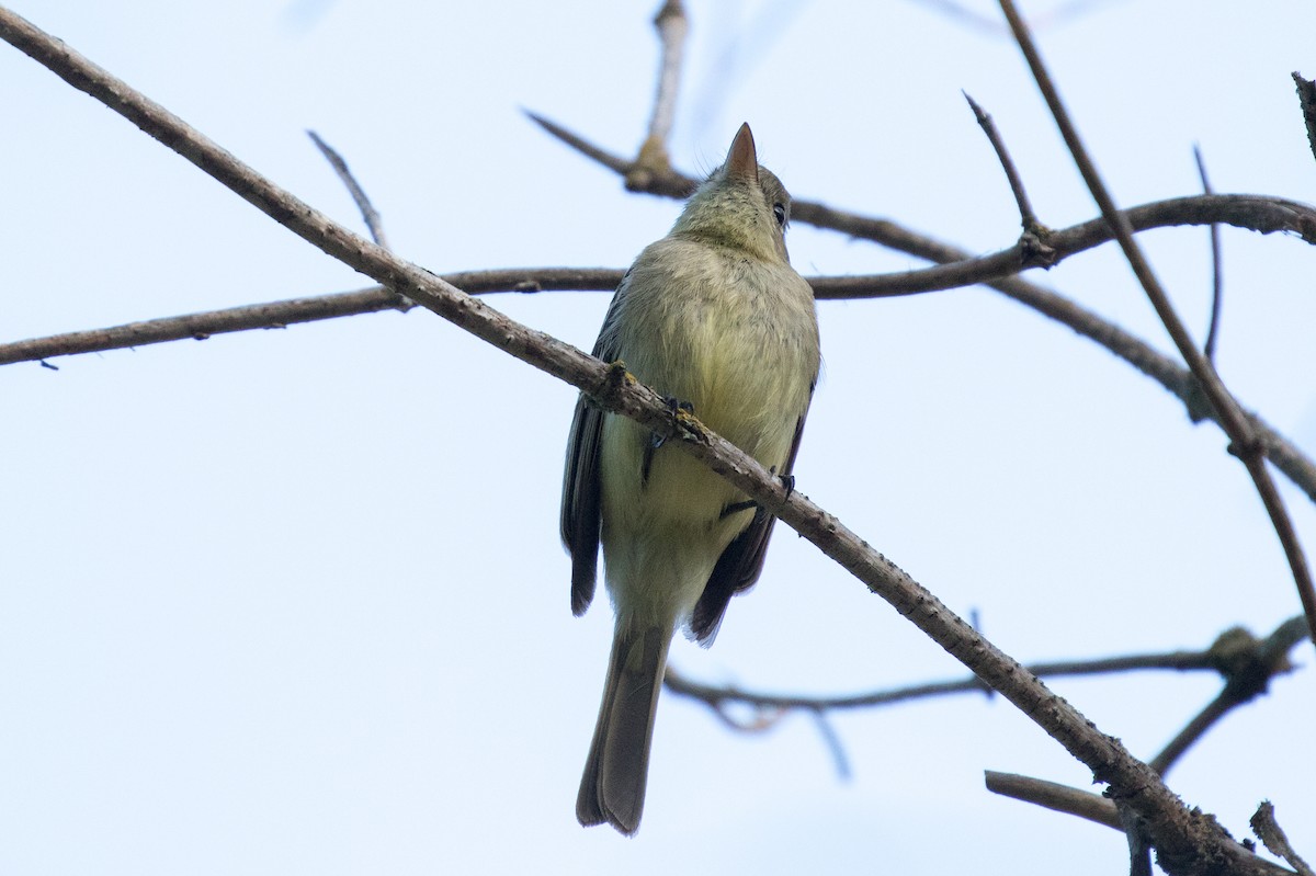 Western Flycatcher (Pacific-slope) - ML153302561