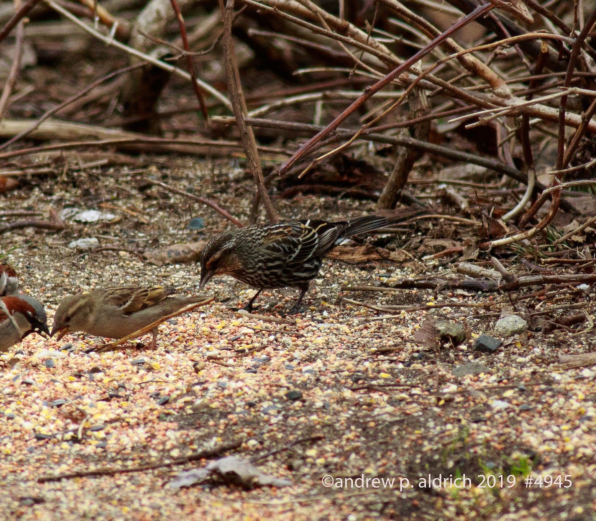 Red-winged Blackbird - ML153303821