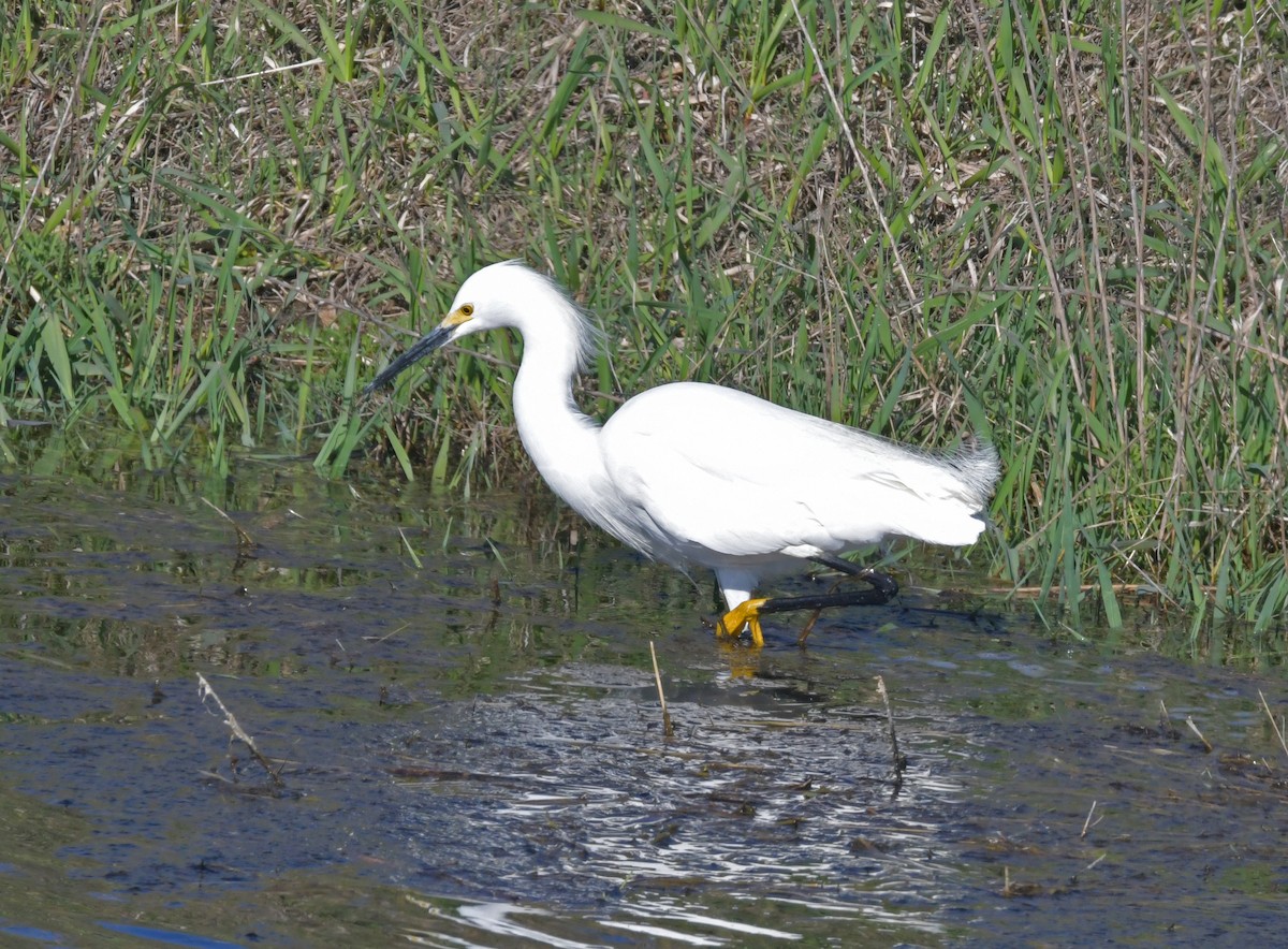 Snowy Egret - ML153304091