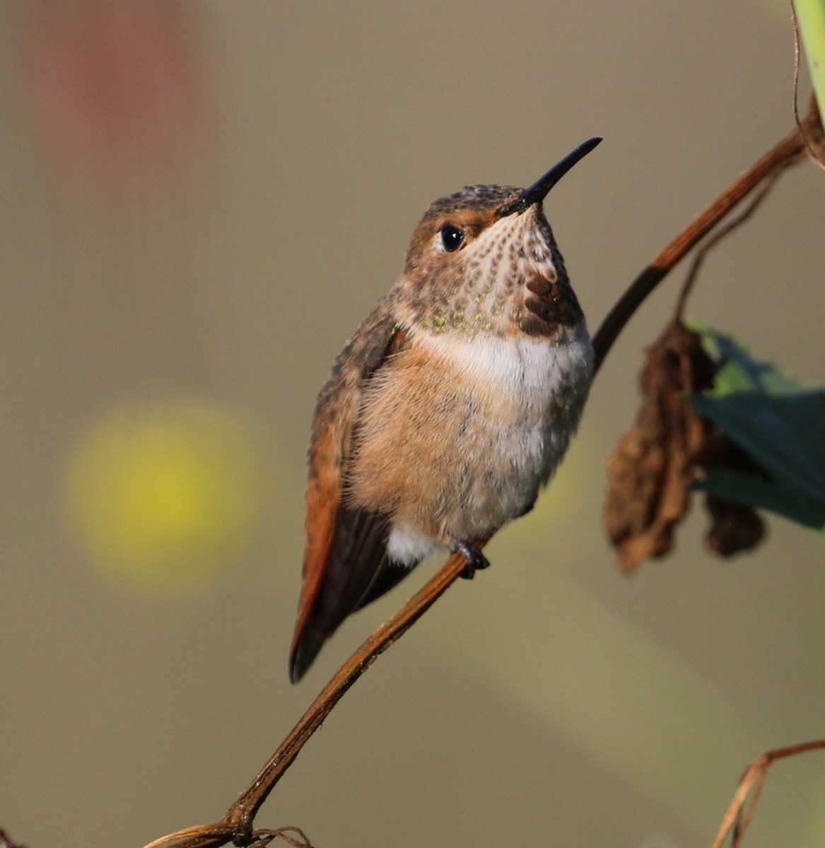 Allen's Hummingbird - Peter Roberts