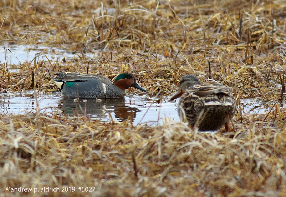Green-winged Teal (American) - andrew aldrich