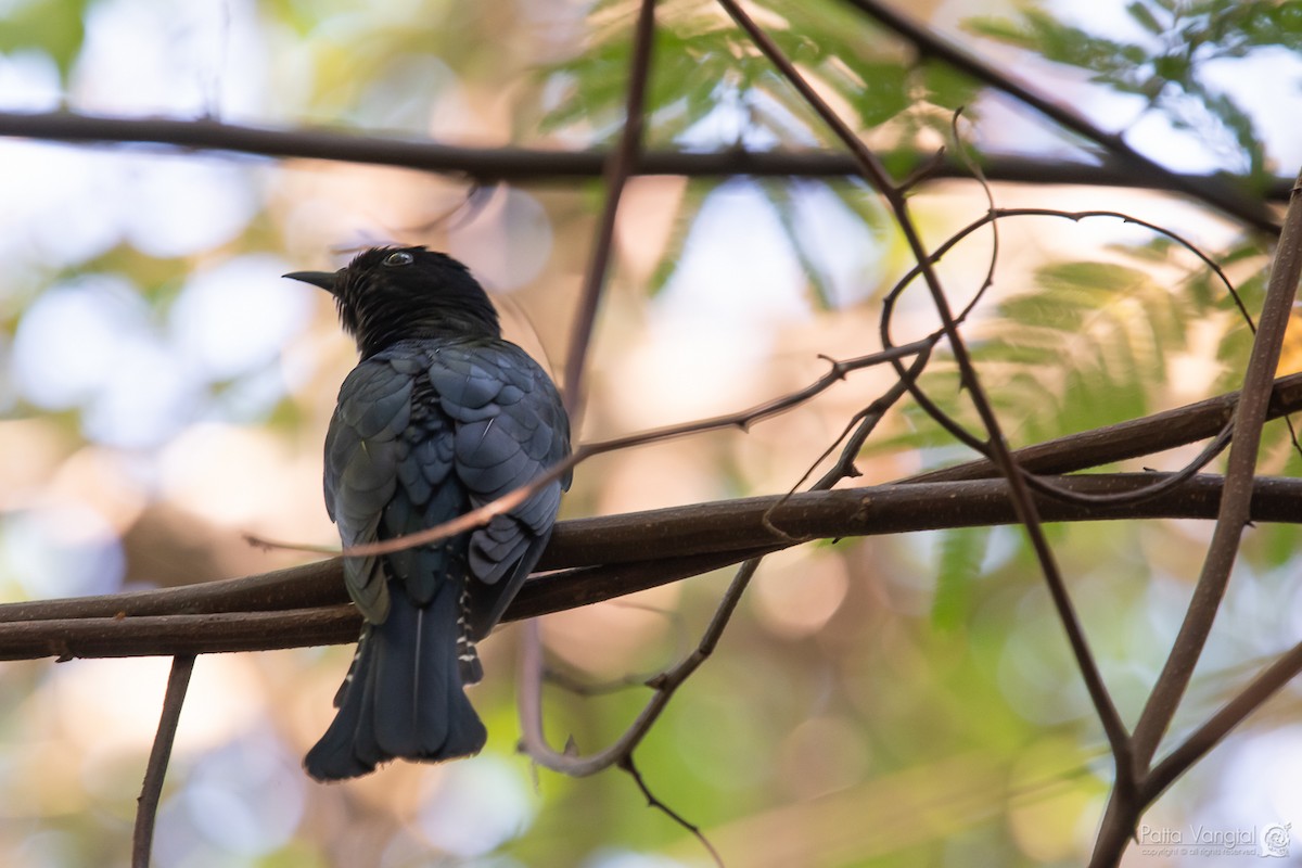 Square-tailed Drongo-Cuckoo - ML153304611