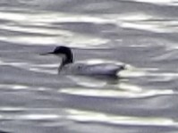 Red-necked Phalarope - ML153304771