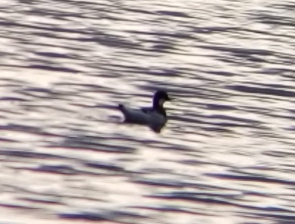 Red-necked Phalarope - ML153304811