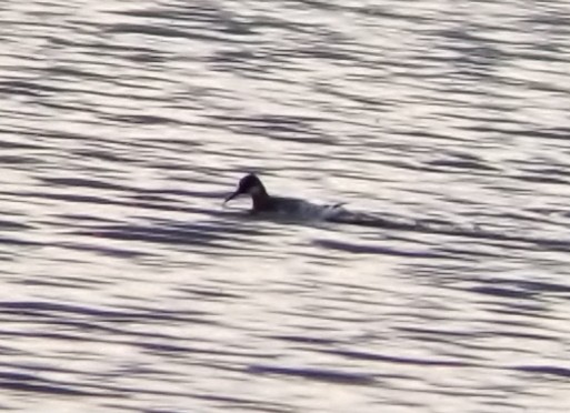 Red-necked Phalarope - ML153304861