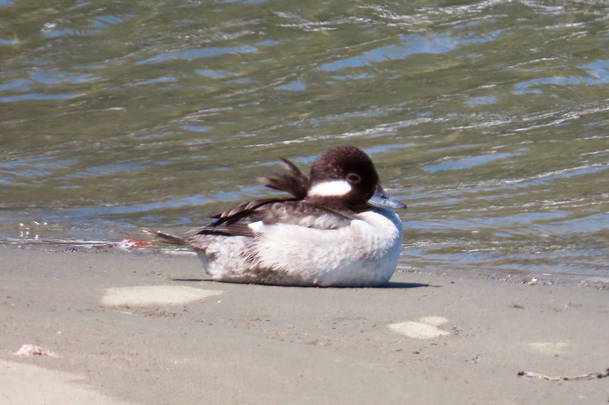 Bufflehead - ML153308121