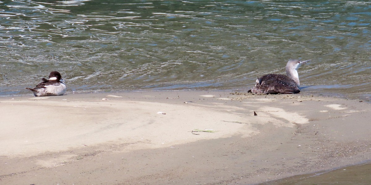 Bufflehead - ML153308141