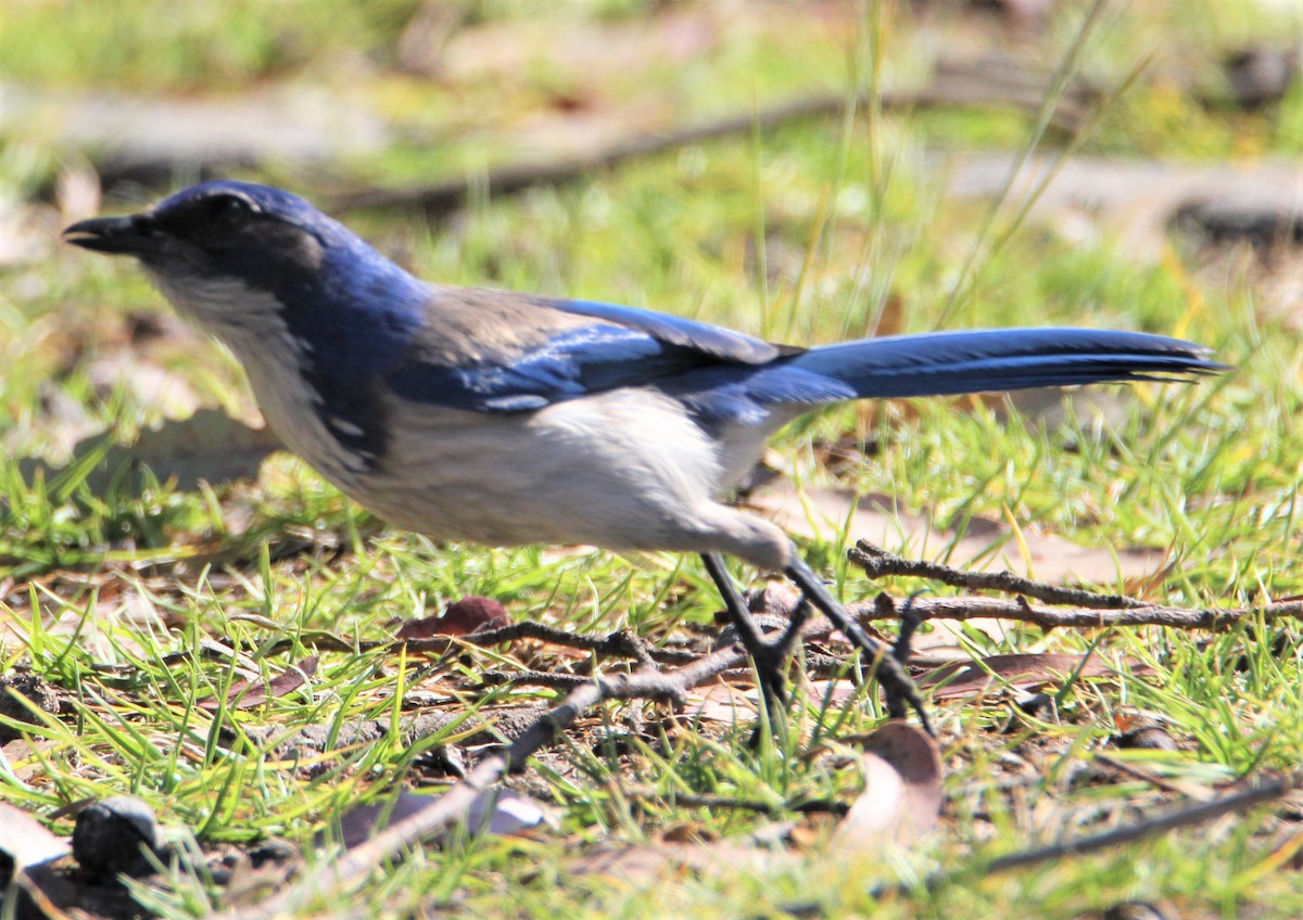 California Scrub-Jay - ML153309091