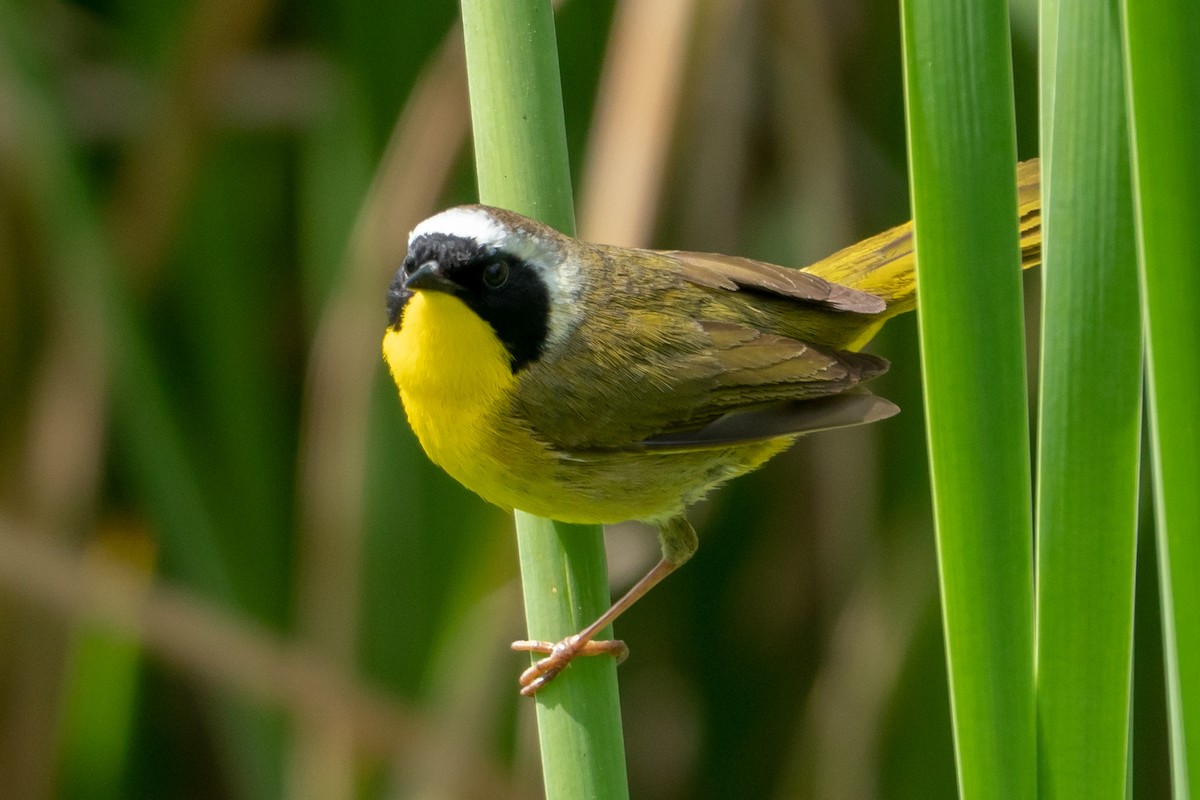 Common Yellowthroat - ML153309901