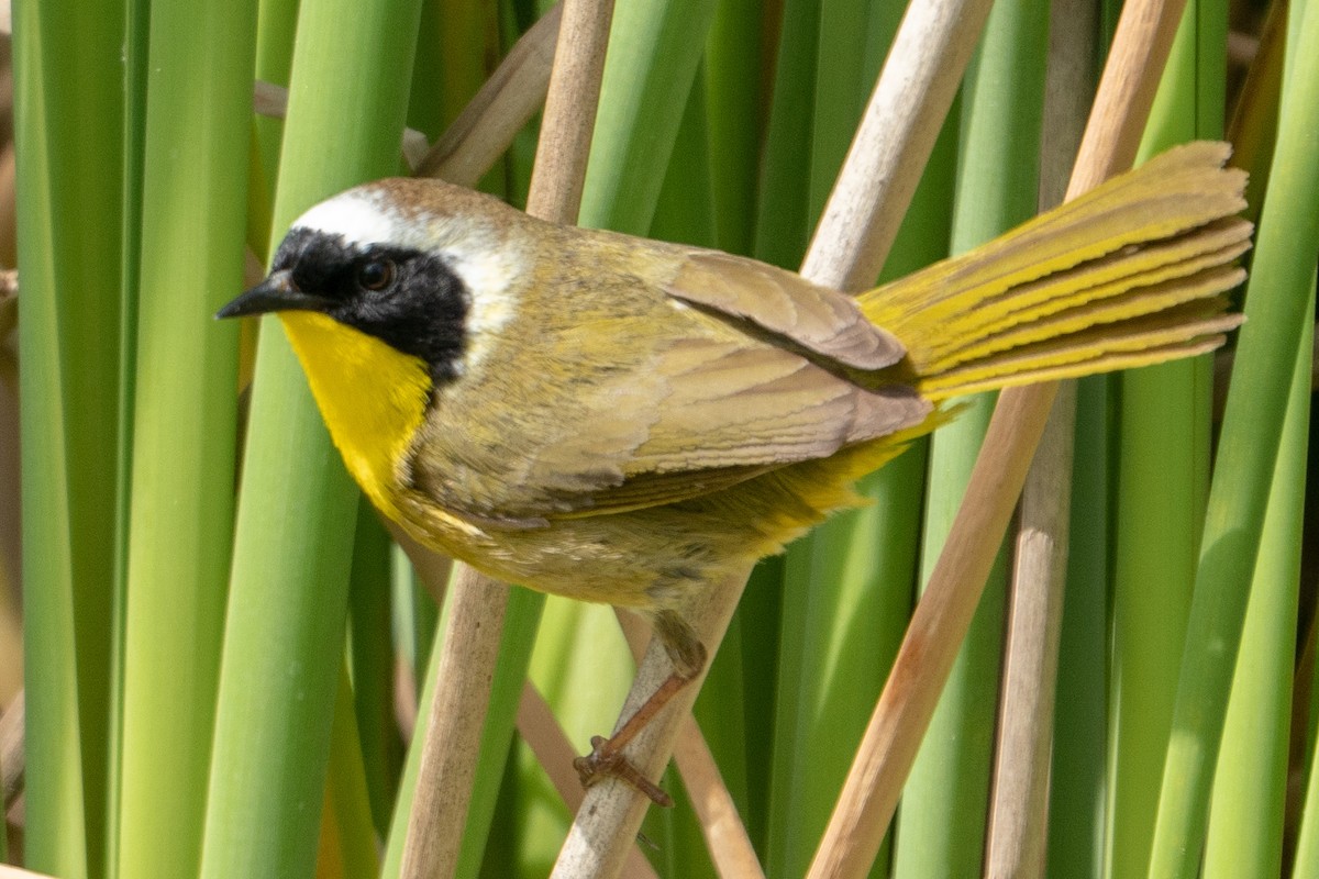 Common Yellowthroat - ML153309921