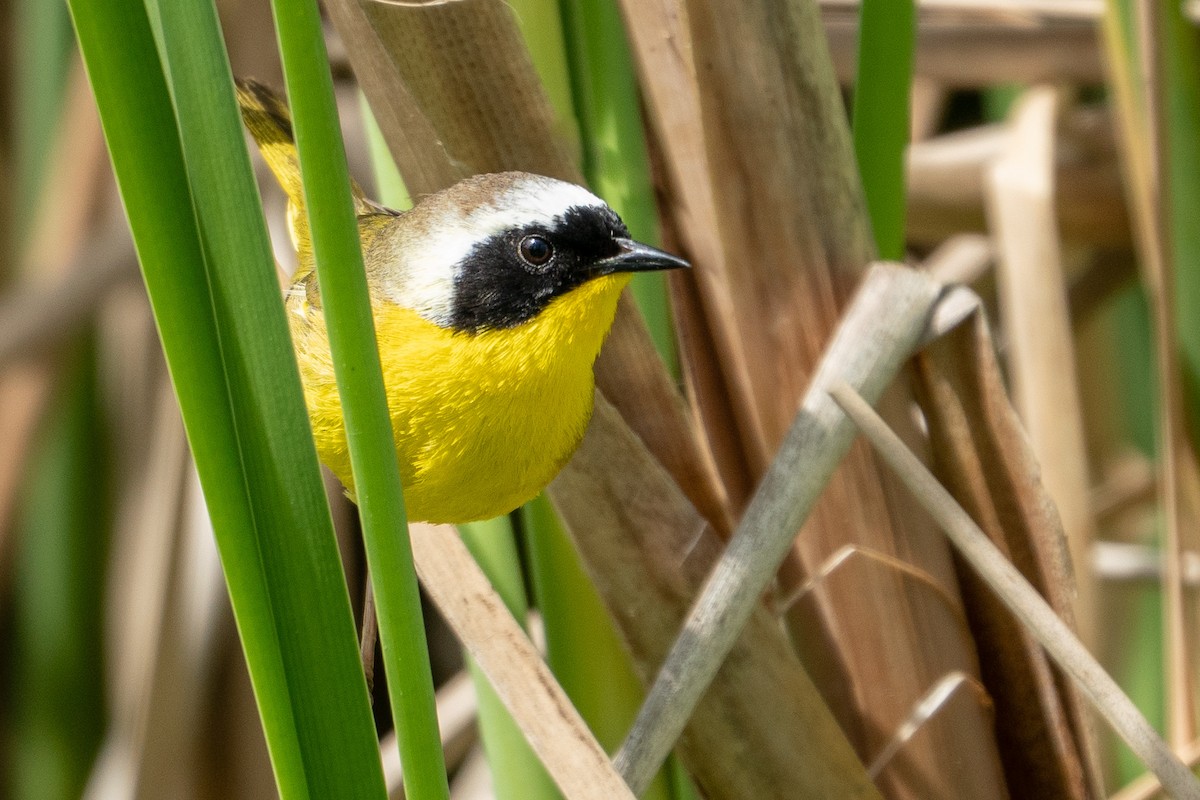 Common Yellowthroat - ML153309931