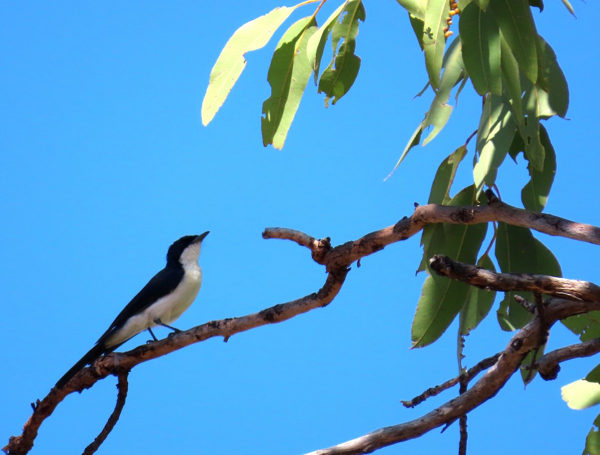 Paperbark Flycatcher - ML153310471