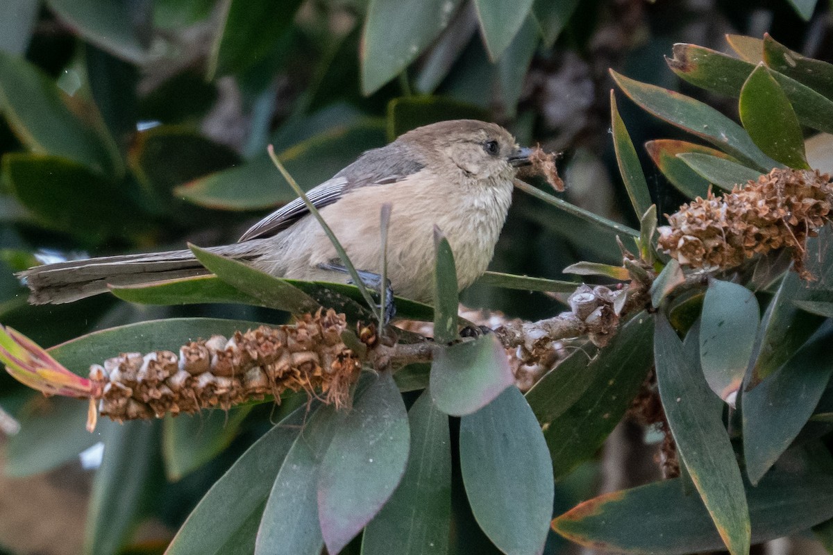 Bushtit - ML153310691